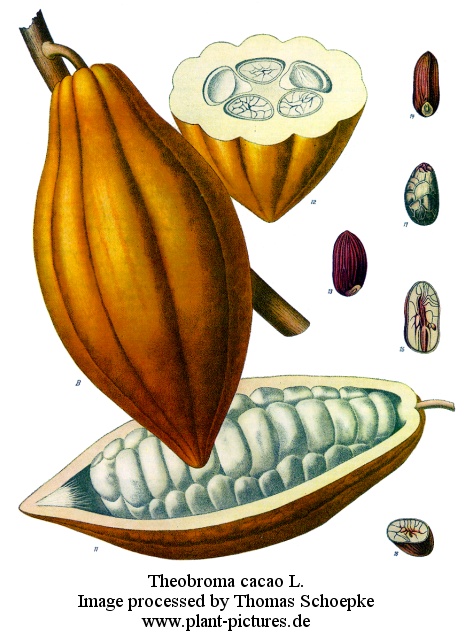 Cacao Drawing