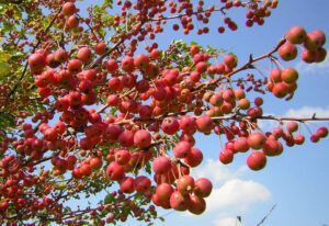 Crabapples