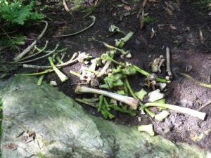 2013-08-25_11-20-17R