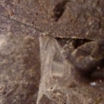 Breeze Mill Chocolate, Jamaica