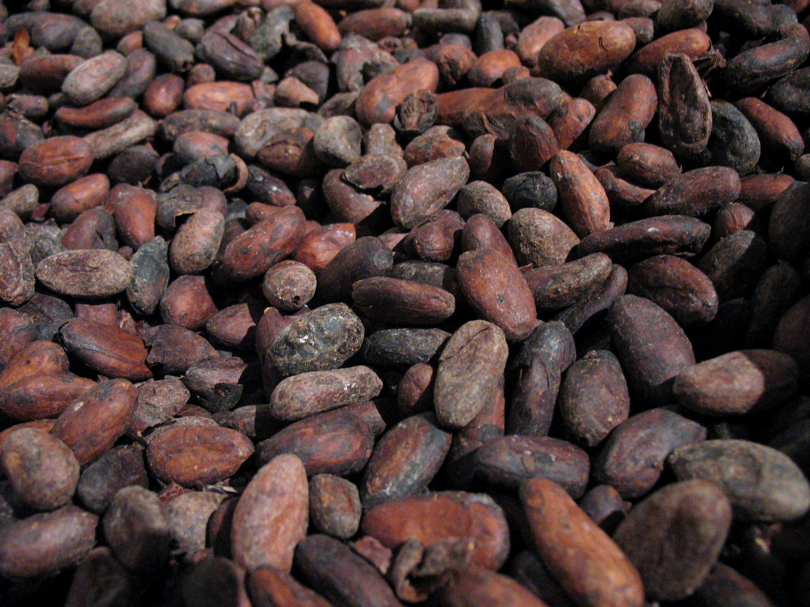 Cacao Beans