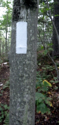 We'll be following these white blazes for the next 300 miles. They're not always so bright and clear.