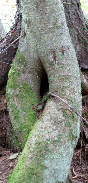 In our minds an Ent, not tree