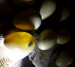 Clutch of Dragon Eggs: Ivoire with candied tangerine.