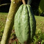 Cacao Pod in Arecibo