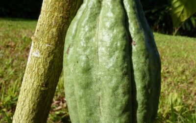 Cacao Pod in Arecibo