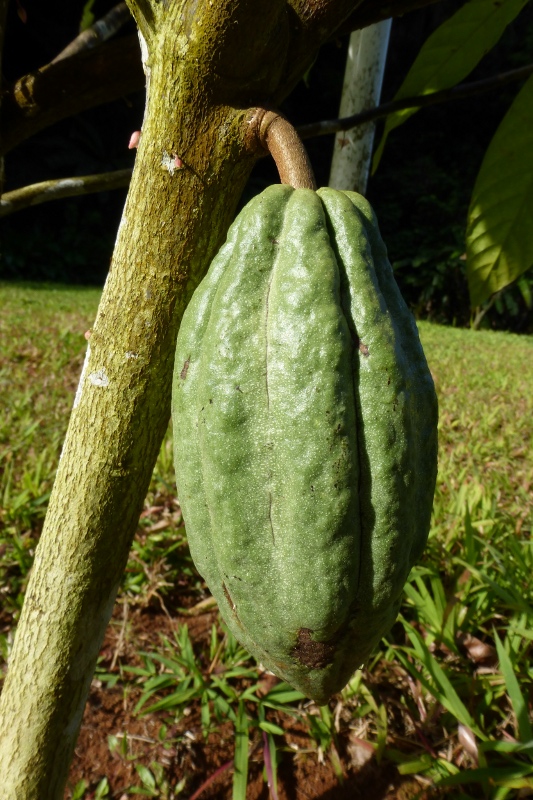 Cacao Pod in Arecibo
