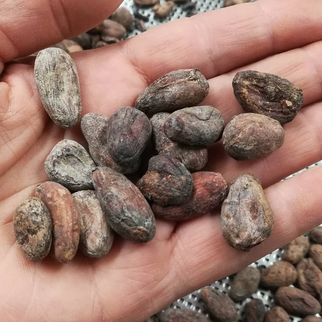 I'll be roasting this Tabasco-Chiapas cacao in a couple of hours. This region of southern Mexico is very old for cacao and chocolate.#chocolatier #beantobonbon @agroflorestamx